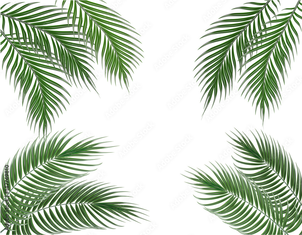 Tropical green palm leaves on four sides. Set. Isolated on white background. illustration