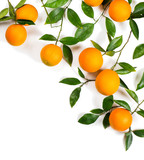 Twigs with oranges.