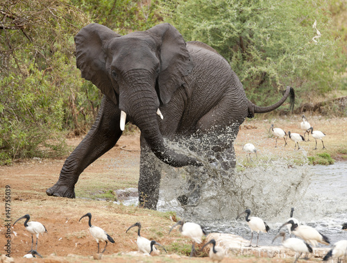 Elephant display