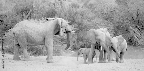 Elephant herd