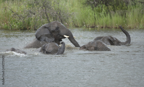 Elephant swim