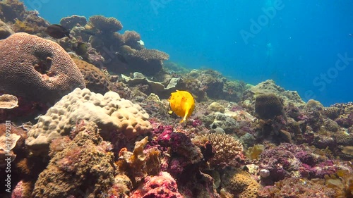 Wallpaper Mural Рыба желтый аротрон. Увлекательные подводные погружения у острова Мафия. Танзания. Индийский океан. Torontodigital.ca