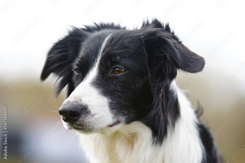 The portrait of a black and white Border Collie dog posing outdoors