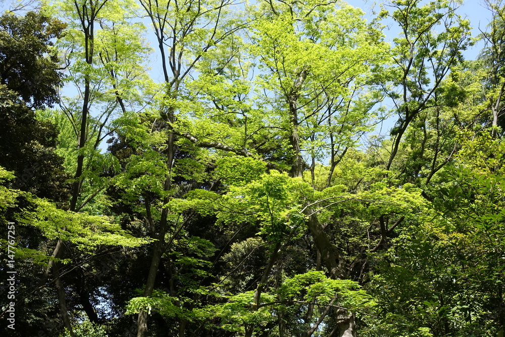 新緑の公園