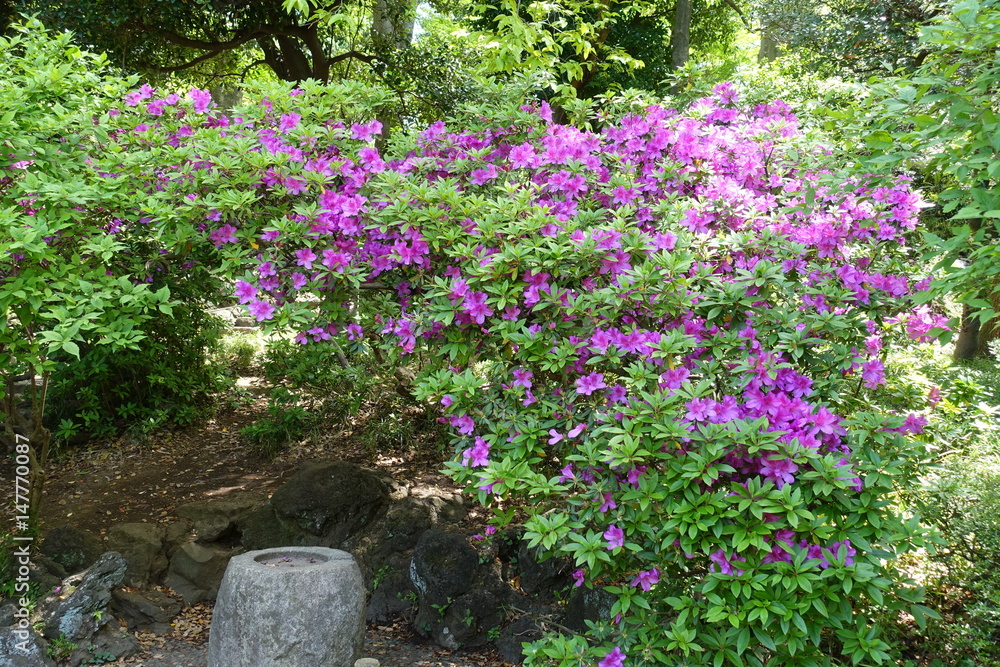 公園のツツジ 公園のツツジ
