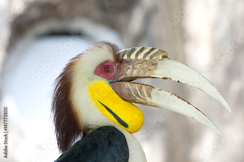 Bar-pouched wreathed hornbill (Rhyticeros undulatus) / Wreathed hornbill Rhyticeros undulatus 