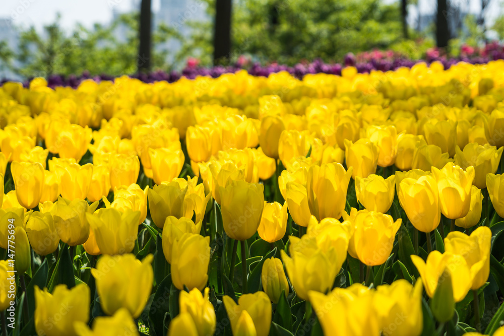 the high contrast of yellow tulips garden the high contrast of yellow tulips garden