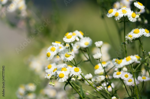 spring daisy flower on the blurred background
