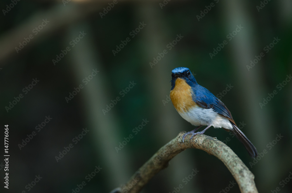 Hill Blue Flycatcher on a branch( Hill Blue Flycatcher on a branch(