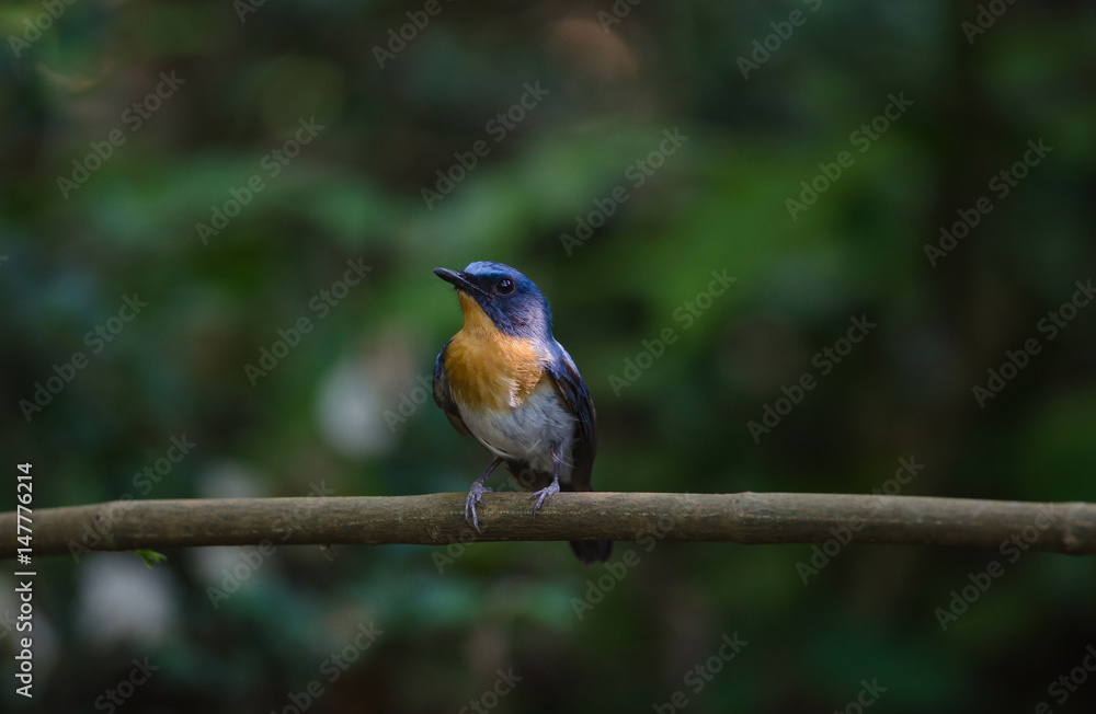 Hill Blue Flycatcher on a branch(