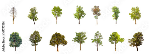collections tree isolated. tree isolated on white background.