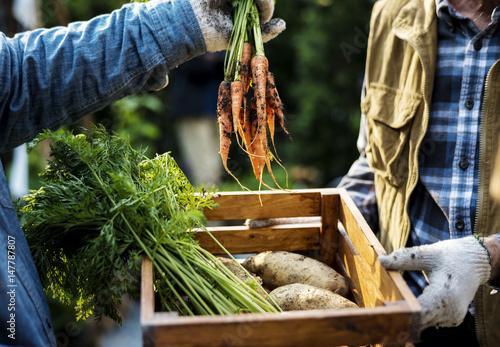 Gardener gives organic fresh agricultural carrots to customer