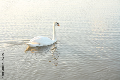 Summer swan swim