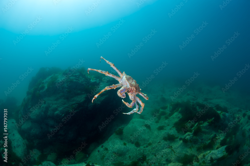 Fototapeta premium King crab in the deep