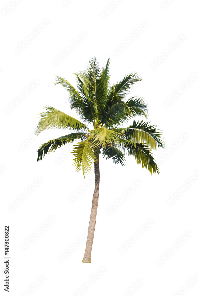 Obraz premium Coconut trees on white background 