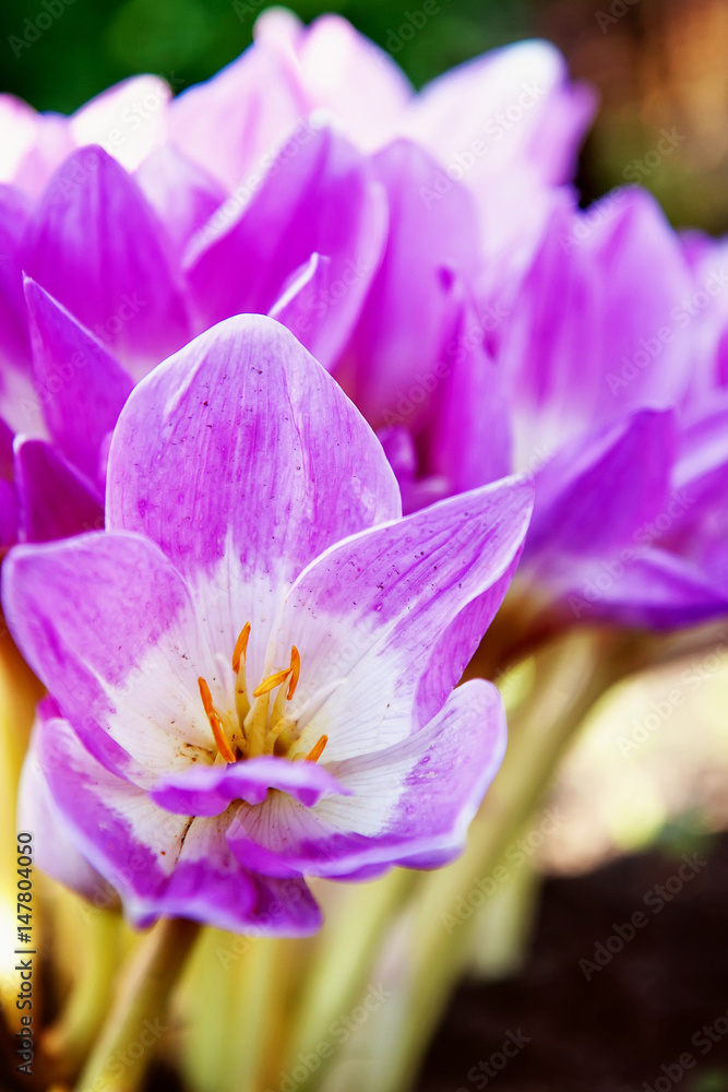 crocuses in the garden crocuses in the garden