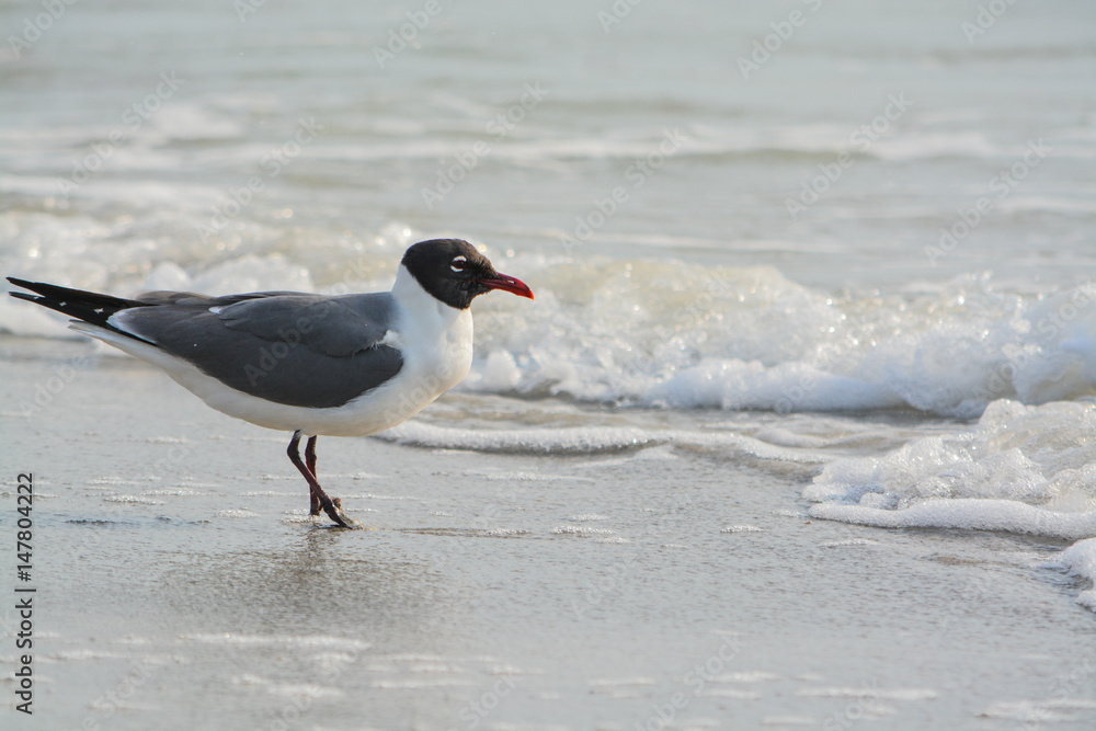 A Laughing Gull (Leucophaeus Atricilla) is on Indian Rocks Beach, Gulf of Mexico, Florida A Laughing Gull (Leucophaeus Atricilla) is on Indian Rocks Beach, Gulf of Mexico, Florida