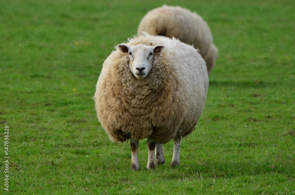 Adult unsheared sheep facing the camera in the green grass Adult unsheared sheep facing the camera in the green grass