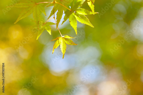 light green tone maple leaves with beautiful bokeh in park  autumn in japan   color of season  concept