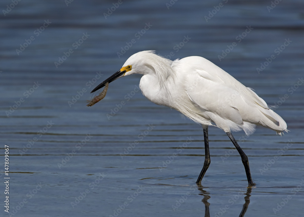 Snowy Egret ( Egretta thula) catching and eating shrimp, crabs, and small eels at Fort Desoto Park near St. Pete Beach, Florida.