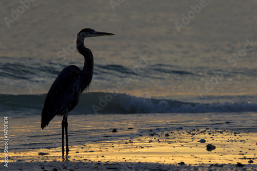 Great Blue Heron  Ardea herodias  standing on St. Pete Beach  Florida at sunset on a warm winter evening.