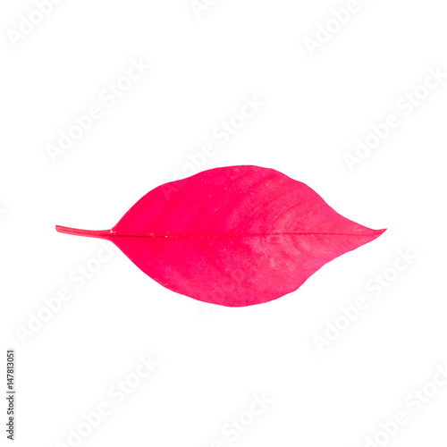 Leaves isolate on white background