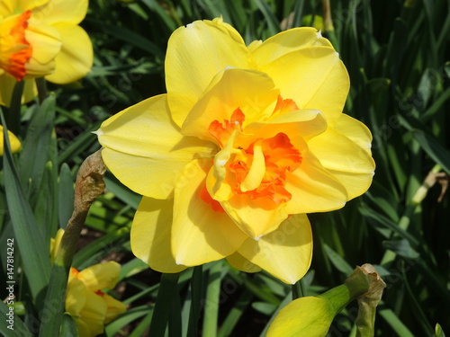 Narcissus in full bloom at spring time