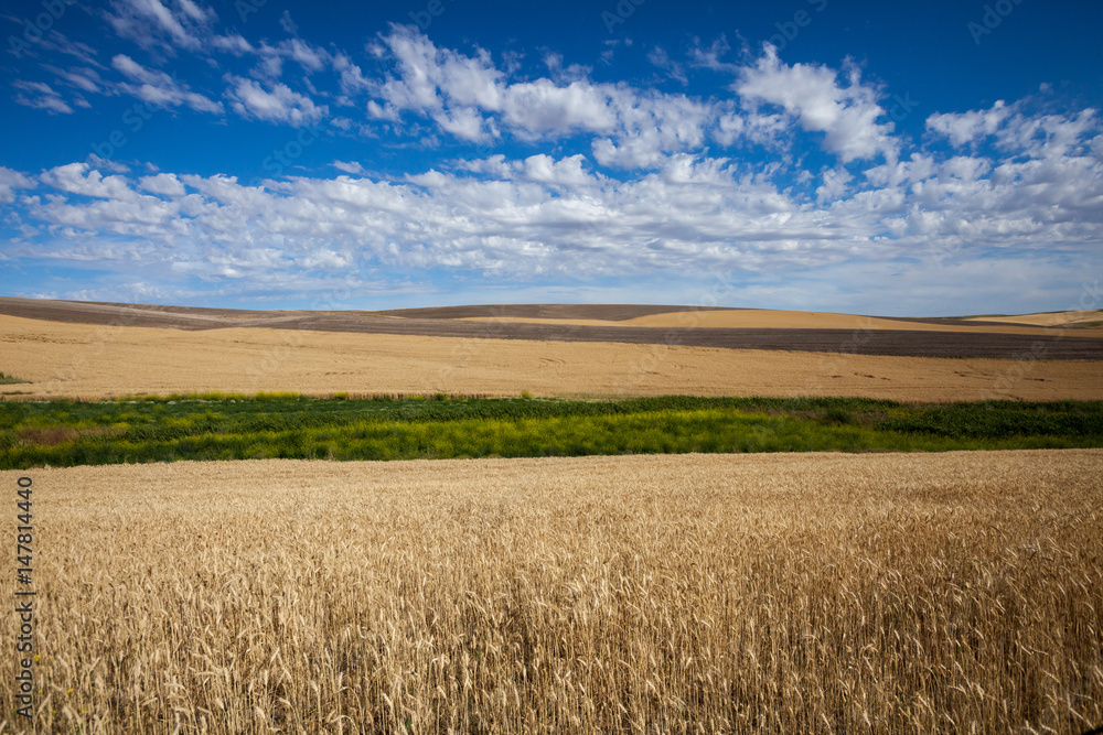 big sky wheatfield