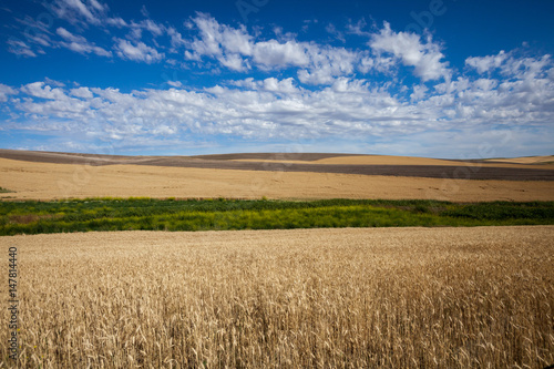 Obraz na plátně big sky wheatfield