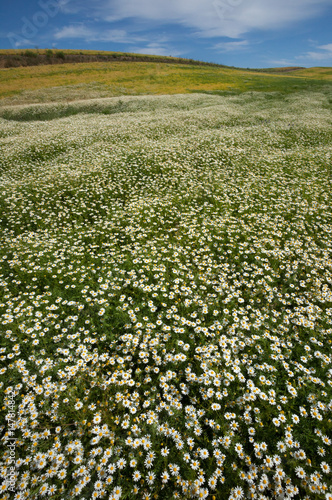 endless daisies