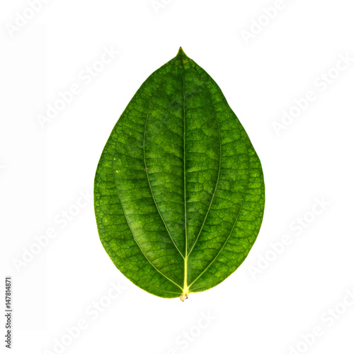 Leaves isolate on white background