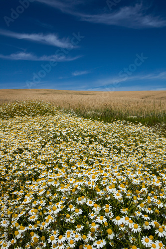 endless daisies to the sky