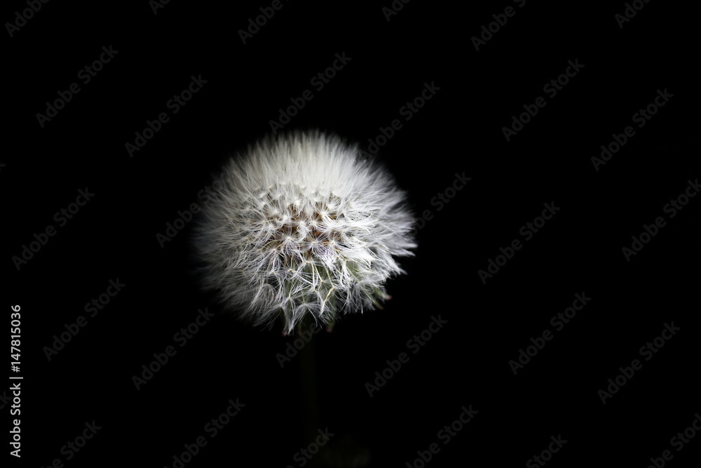 Fototapeta premium parachute ball of dandelion on black background