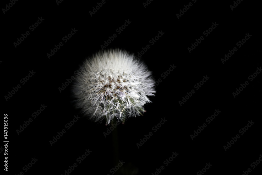 parachute ball of dandelion on black background