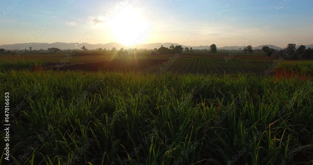aerial photography in the morning around the fruit fields and vegetable fields aerial photography in the morning around the fruit fields and vegetable fields