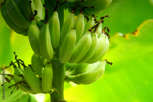 Green raw banana attached banana tree