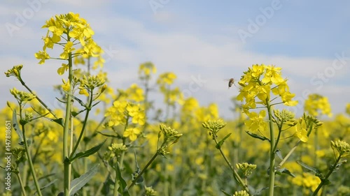 Rapeseed field, Blooming canola flowers.