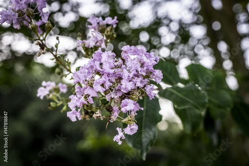 Pink flowers in bloom