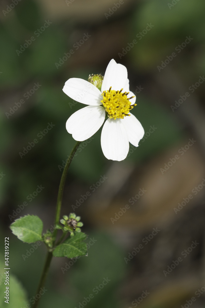 Closeup five petal flower facing right Closeup five petal flower facing right