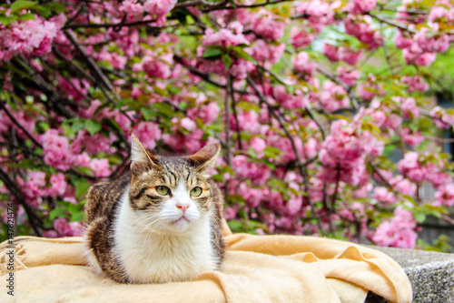 a cat with the sakura or cherry bossom background in park tokyo of japan