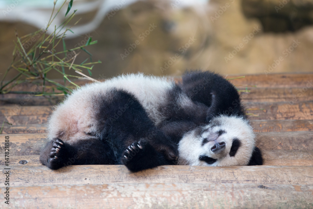 Fototapeta premium mała panda śpi na plecach