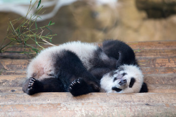 Fotobehang Panda Babypanda slaapt op zijn rug  © Aleksei Lazukov