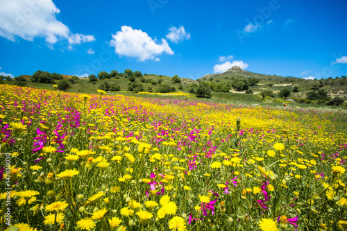 Abstract nature background of grass and wild flowers  Crete  Greece.