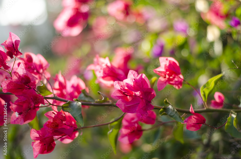 Beautiful bougainvillea blooming. Pink flowers. Branches closeup Beautiful bougainvillea blooming. Pink flowers. Branches closeup
