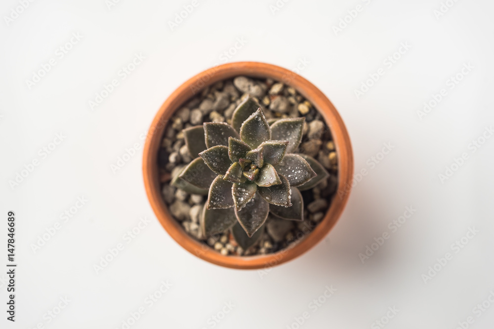 Business concept - Top view of cute succulent green plant on white background desk for mockup