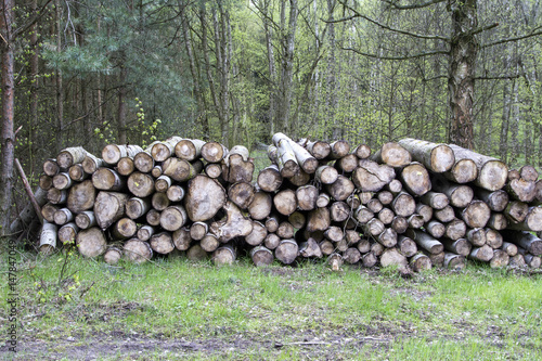 piles of wood in forest