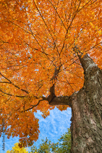 Upward view of a large maple tree with bright orange and yellow autumn leaves
