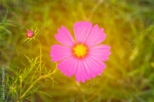 Pink cosmos flower  Cosmos Bipinnatus  with blurred light rays background