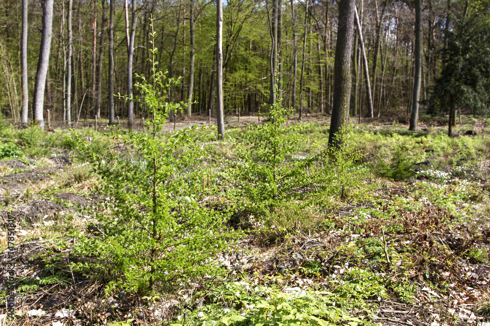 Fototapeta premium larch planted young trees in the forest. young larch forest plantations