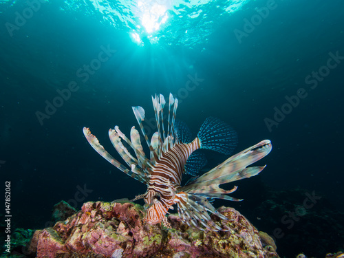 Lionfish photo